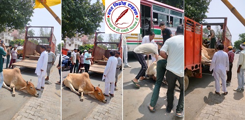 घायल गौमाता को इलाज हेतु मथुरा पहुंचाया !