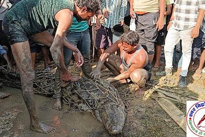 गोविंदपुर टिकरिया गांव में पकड़ा गया 8 फीट का मगरमच्छ ! ग्रामीणों ने ली राहत की सांस !