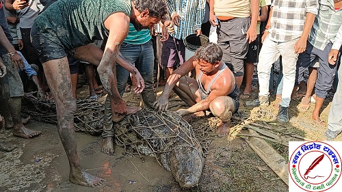 गोविंदपुर टिकरिया गांव में पकड़ा गया 8 फीट का मगरमच्छ ! ग्रामीणों ने ली राहत की सांस !