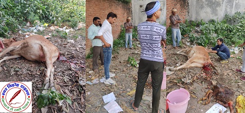 जिला उपाध्यक्ष की सहायता से गौ माता गौ एवं बच्चा दोनों सुरक्षित !